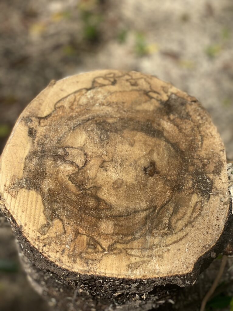 Thuốc tạo trầm cho cây dó bầu