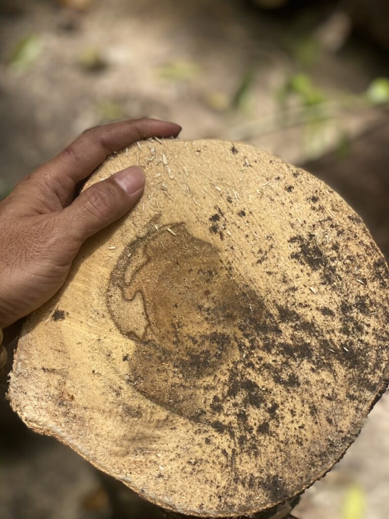 Thuốc tạo trầm cho cây dó bầu