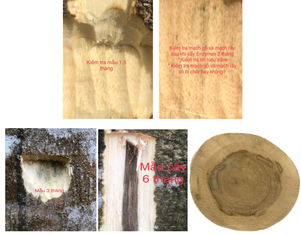 Thuốc tạo trầm hương