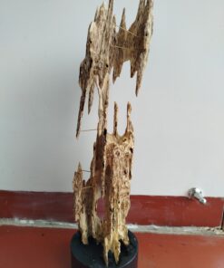 Trầm cảnh thiên nhiên Khánh Hòa Kiến lồng 600gram